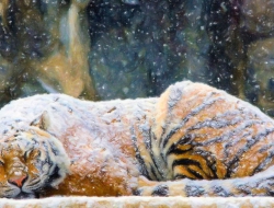 Tiger widescreen Tiger widescreen