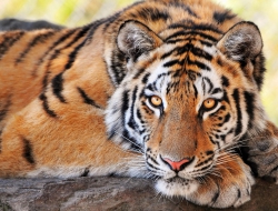 Tiger wallpapers for desktop