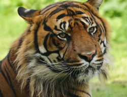 Tiger PC wallpapers Tiger PC wallpapers