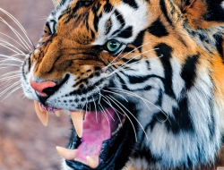 Tiger wallpapers Tiger wallpapers