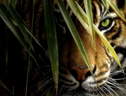 Tiger hd desktop PC Tiger hd desktop PC