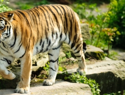 Tiger wallpapers Tiger wallpapers