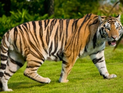 Tiger wallpapers hd Tiger wallpapers hd