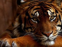 Tiger wallpaper Tiger wallpaper