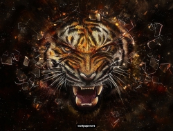 Tiger download Tiger download