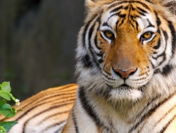 Tiger free Tiger free