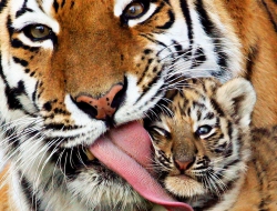 Tiger hd background Tiger hd background