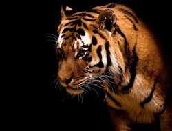 Tiger photos Tiger photos