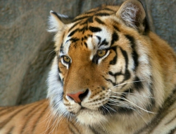 Tiger high definition wallpapers Tiger high definition wallpapers