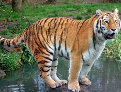 Tiger image Tiger image