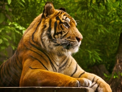 Sumatran tiger Sumatran tiger