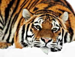 Tiger full hd Tiger full hd