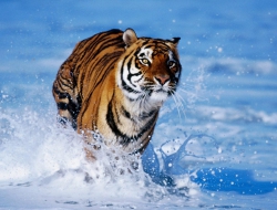 Tiger new wallpapers Tiger new wallpapers