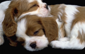 Cavalier King Charles Spaniel Puppies Sleeping