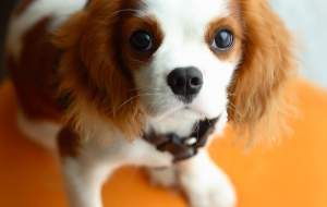 Cavalier King Charles Spaniel Pictures