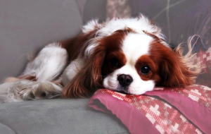 Cavalier King Charles Spaniel Wallpaper