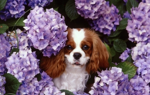 Cavalier King Charles Spaniel Widescreen