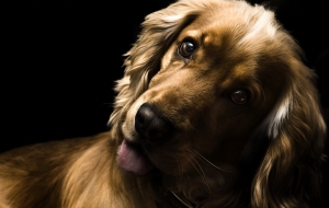 Cocker Spaniel Computer Wallpaper