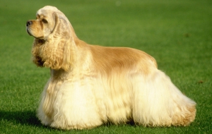 Cocker Spaniel HD