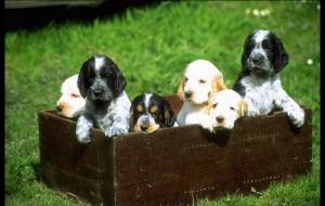 Cocker Spaniel HD Wallpaper