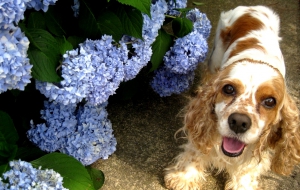 Cocker Spaniel High Definition