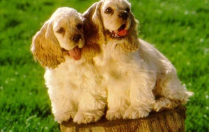 Cocker Spaniel High Definition Wallpapers