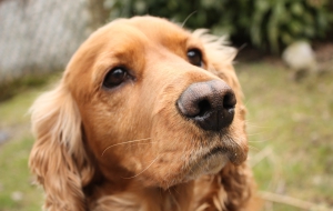 Cocker Spaniel Images