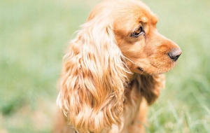 Cocker Spaniel Pictures