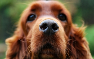 Cocker Spaniel Wallpapers