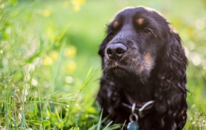 Cocker Spaniel For Desktop