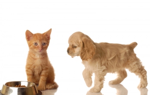 Cocker Spaniel Full HD