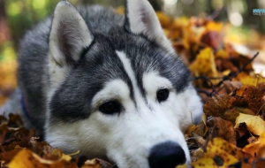 Husky Background