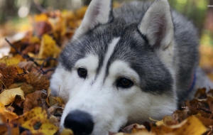 Husky HD Background