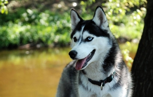Husky HD Wallpaper