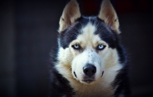 Husky Images