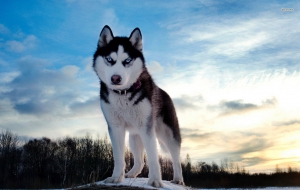 Husky Wallpaper