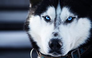 Husky Wallpapers