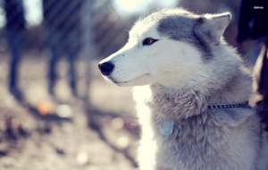 Husky Wallpapers HD