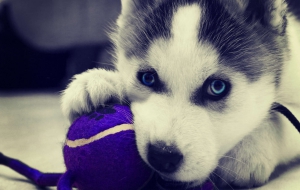 Husky For Desktop