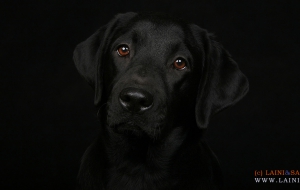 Labrador Retriever Computer Wallpaper Labrador Retriever Computer Wallpaper