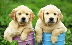 Labrador Retriever Desktop Labrador Retriever Desktop