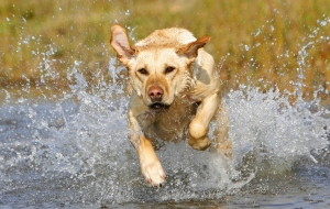 Labrador Retriever HD Wallpaper Labrador Retriever HD Wallpaper