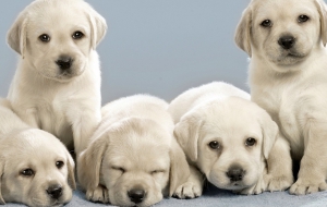 Labrador Retriever High Definition Labrador Retriever High Definition