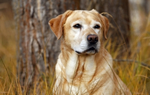 Labrador Retriever High Definition Wallpapers Labrador Retriever High Definition Wallpapers