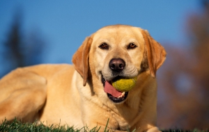 Labrador Retriever High Quality Wallpapers Labrador Retriever High Quality Wallpapers