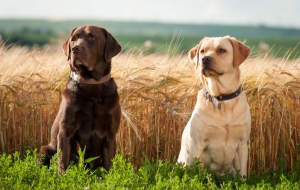 Labrador Retriever Photos Labrador Retriever Photos