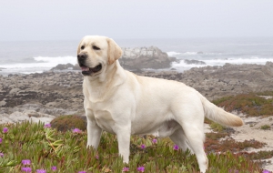 Labrador Retriever Pictures
