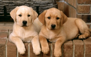 Labrador Retriever Wallpaper Labrador Retriever Wallpaper