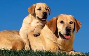 Labrador Retriever For Desktop Labrador Retriever For Desktop