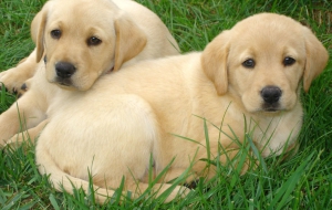 Labrador Retriever Full HD Labrador Retriever Full HD